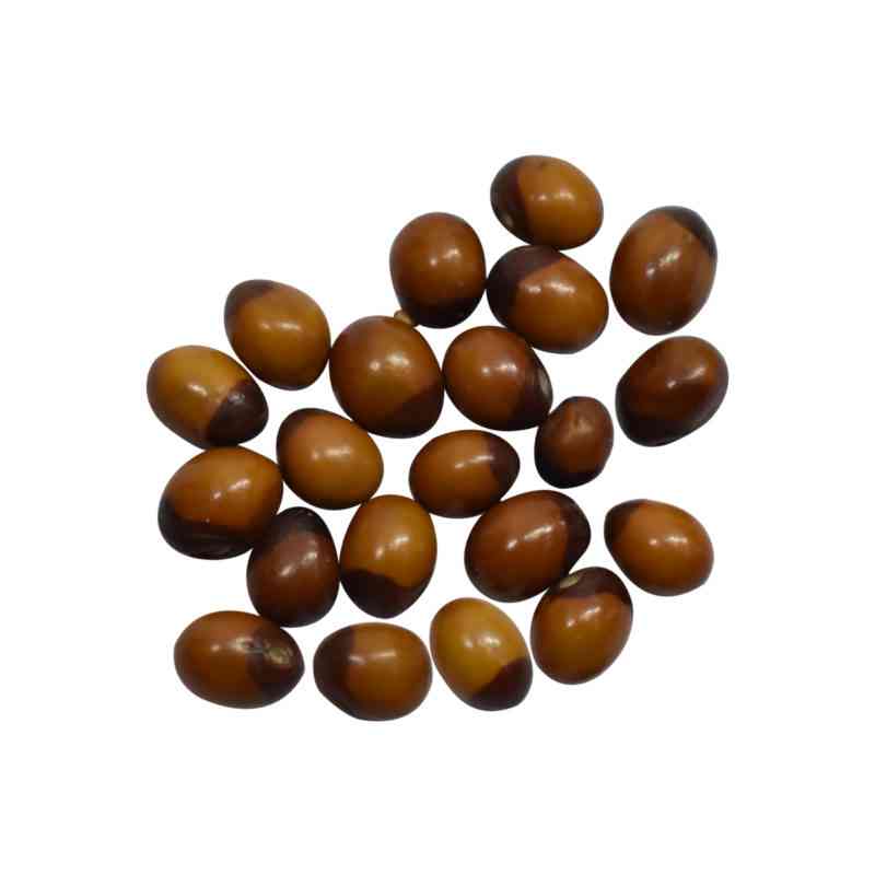 Talmakhana Seeds (तालमखाना के बीज) | Buy Online Herb