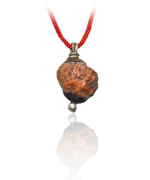 6 Mukhi Rudraksha Locket (6 मुखी रुद्राक्ष) | Buy Online Rudraksha