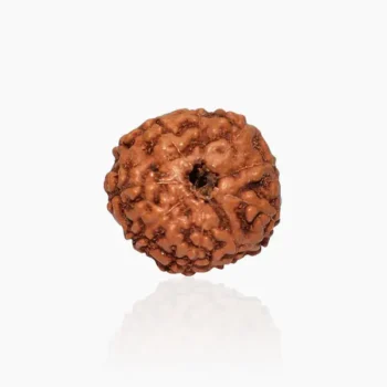 Eight Mukhi Rudraksha (8 मुखी रुद्राक्ष)