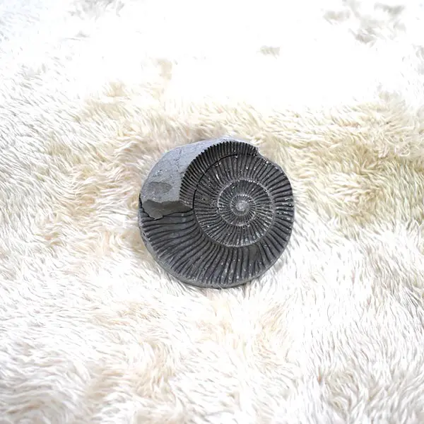 Natural Shaligram Stone