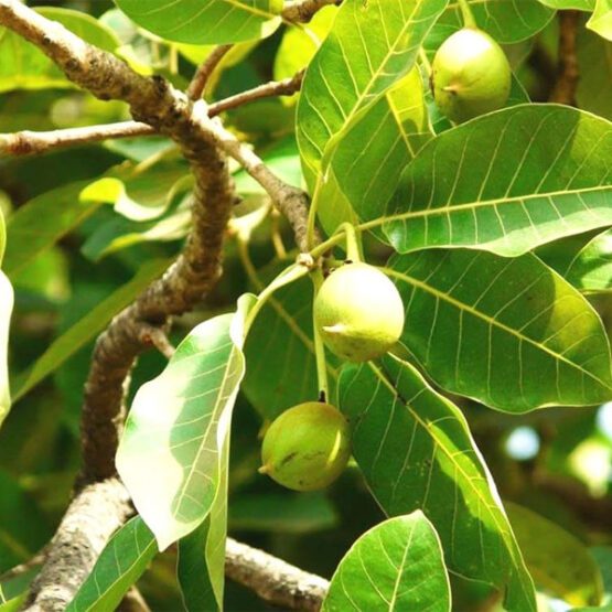 Sukhe Mahua Phool (सूखे महुआ फूल) 