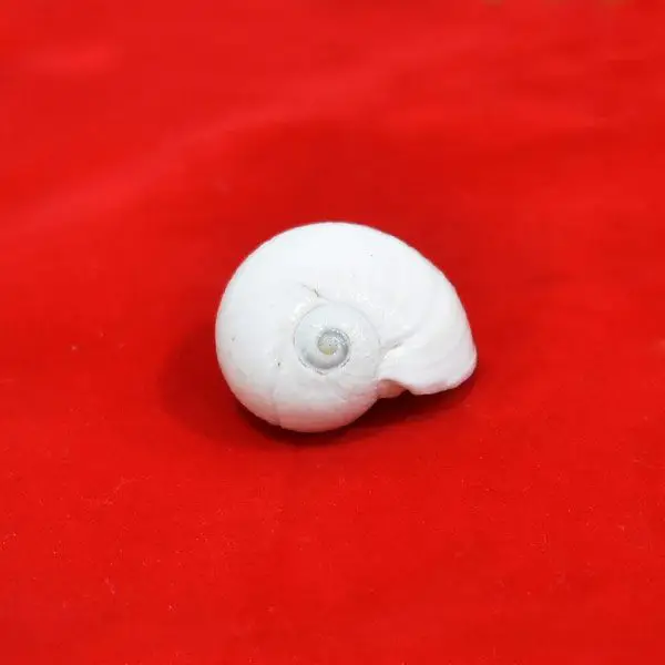 White Moti Shankh