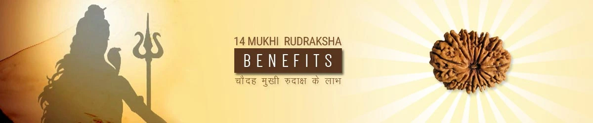 14 Mukhi Rudraksha Benefits, चौदह मुखी रुद्राक्ष लाभ