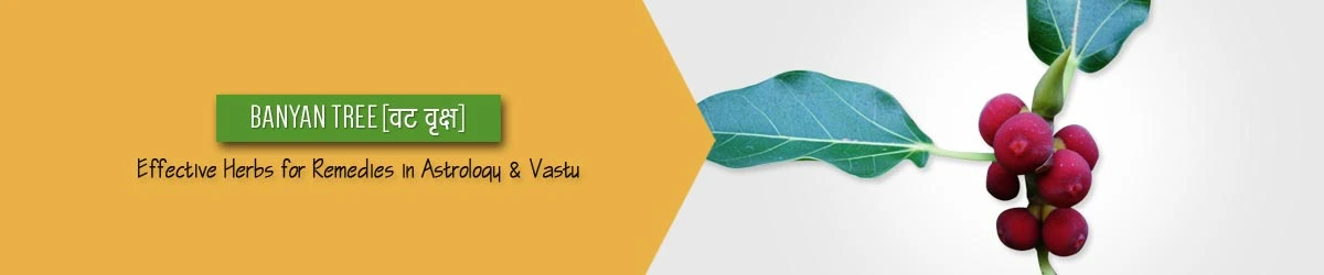 Banyan Tree Benefits, वट वृक्ष