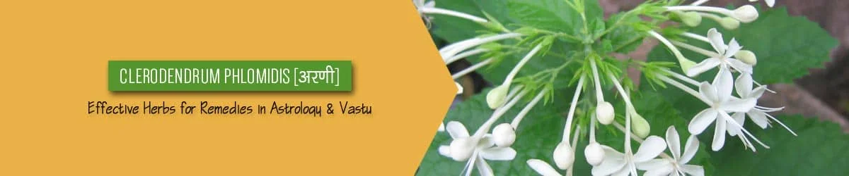 Clerodendrum Phlomidis Benefits, अरणी