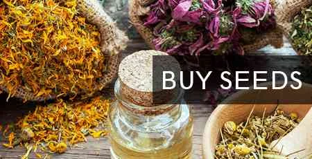 Online Herbs Store, Indian Jadibuti