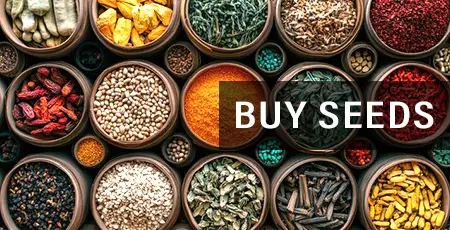 Online Herbs Store, Indian Jadibuti